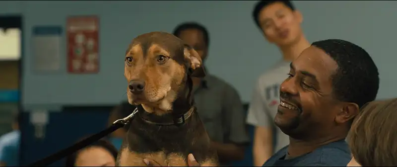 download a dog’s way home (2019) dual audio {hindi-english} 480p [350mb] | 720p [1gb] | 1080p [2.3gb]