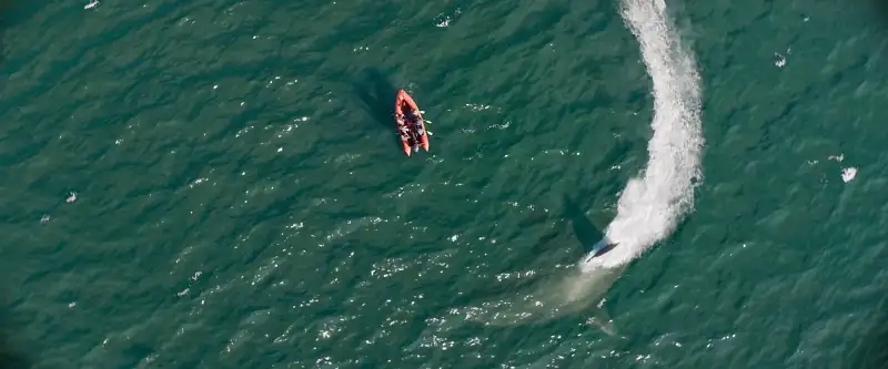 download meg 2: the trench (2023) web-dl {english with subtitles} full movie 480p [350mb] | 720p [950mb] | 1080p [2.2gb]