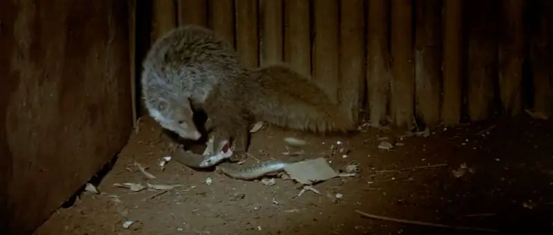 download calamity of snakes (1982) bluray dual audio {hindi-english} 480p [310mb] | 720p [1gb] | 1080p [1.6gb]