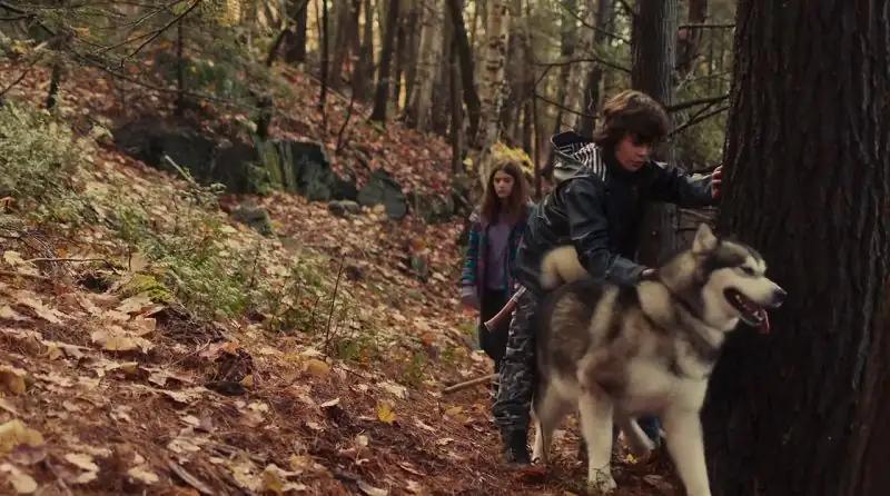 download against the wild iii: the journey home / hero dog: the journey home (2021) web-dl dual audio {hindi-english} 480p [550mb] | 720p [1.2gb] | 1080p [2.5gb]