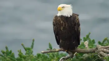 download island of the sea wolves (season 1) dual audio [hindi + english] complete nf web series 480p | 720p web-dl