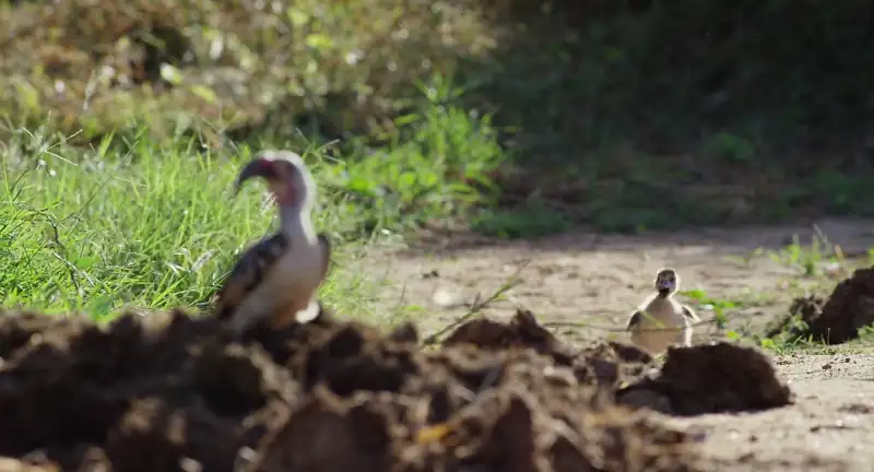 download the elephant queen (2019) web-dl dual audio {hindi-english} 480p [320mb] | 720p [900mb] | 1080p [2gb]