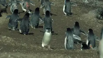 download earth: one amazing day (2017) dual audio {hindi-english} 480p [350mb] | 720p [950mb] | 1080p [2gb]