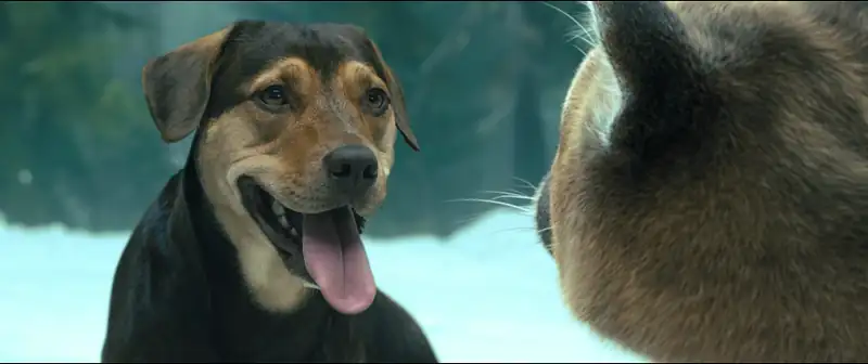 download a dog’s way home (2019) dual audio {hindi-english} 480p [350mb] | 720p [1gb] | 1080p [2.3gb]