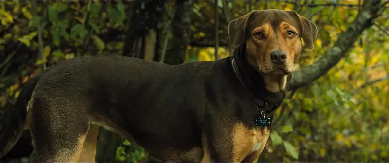 download a dog’s way home (2019) dual audio {hindi-english} 480p [350mb] | 720p [1gb] | 1080p [2.3gb]