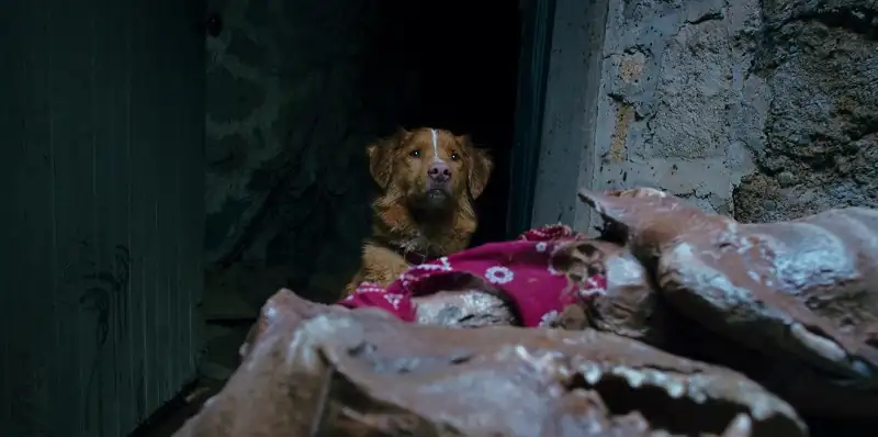 screenshot 363baf good boy 2025