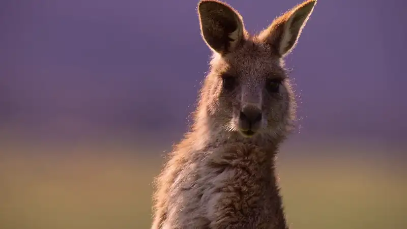 download kangaroo valley (2022) dual audio {hindi-english} 480p [250mb] | 720p [700mb] | 1080p [1.6gb]