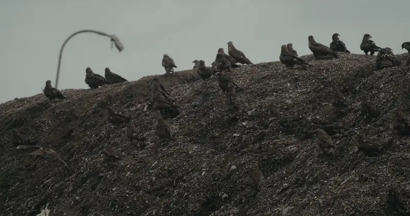 download all that breathes (2022) dual audio {hindi-english} 480p [300mb] | 720p [1gb] | 1080p [3gb]