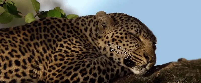 download endangered species (2021) dual audio [hindi-english] web-dl 480p [350mb] | 720p [1gb] | 1080p [2gb]