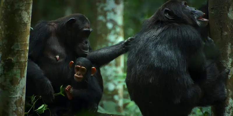 download chimp empire (2023) season 1 complete dual audio {hindi-english} netflix original web series 720p | 1080p web-dl