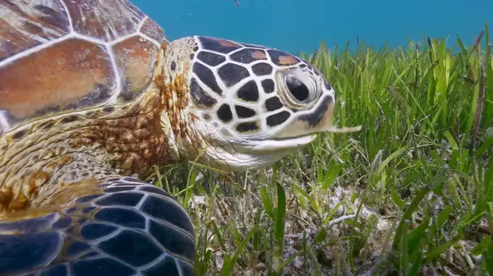 download the green planet (2022) season 1 [complete] english web series 720p [300mb] web-dl