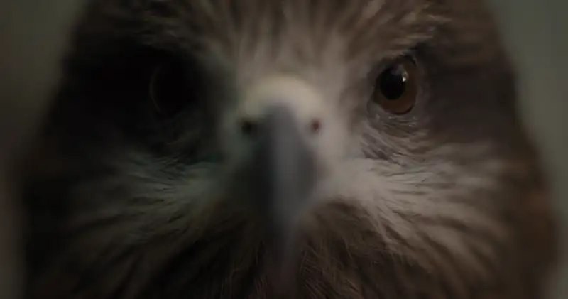 download all that breathes (2022) dual audio {hindi-english} 480p [300mb] | 720p [1gb] | 1080p [3gb]