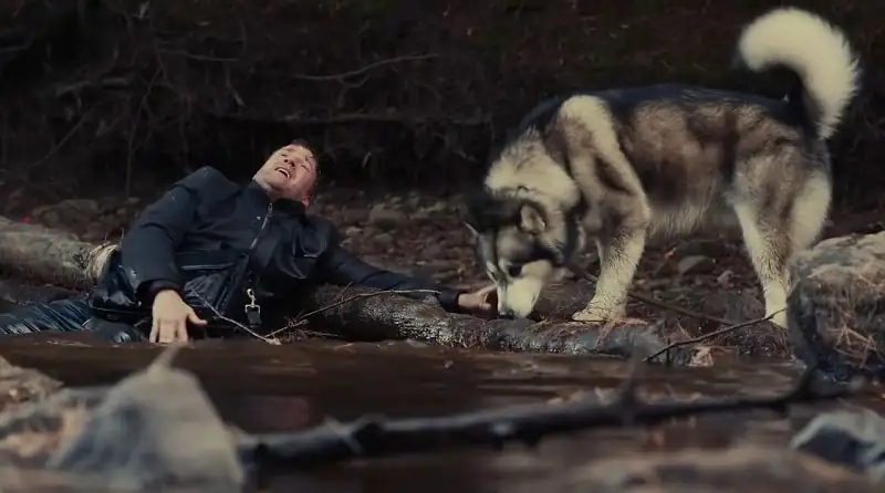 download against the wild iii: the journey home / hero dog: the journey home (2021) web-dl dual audio {hindi-english} 480p [550mb] | 720p [1.2gb] | 1080p [2.5gb]