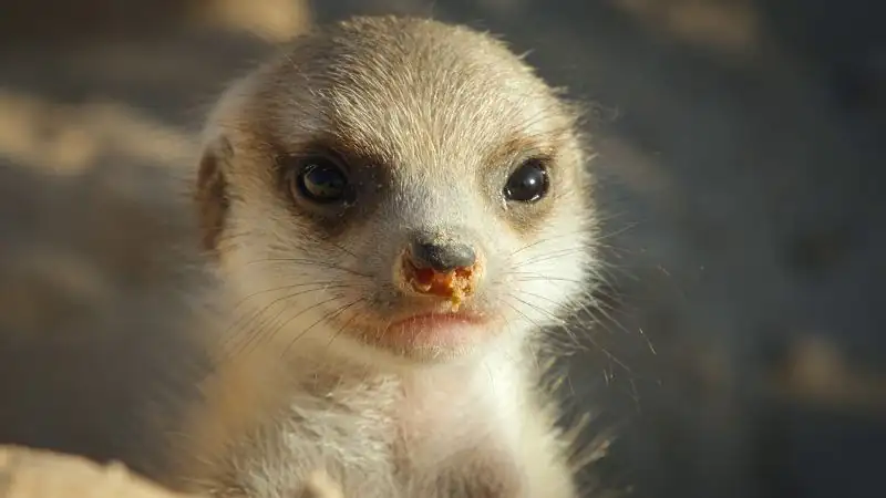 download secret world of sound with david attenborough - s01 (2024) dual audio {hindi-english} web-series 720p & 1080p web-dl