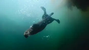 download island of the sea wolves (season 1) dual audio [hindi + english] complete nf web series 480p | 720p web-dl