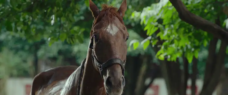 download ride on (2023) bluray dual audio [hindi dubbed (org) - chinese] 480p [500mb] | 720p [1.2gb] | 1080p [2.5gb]