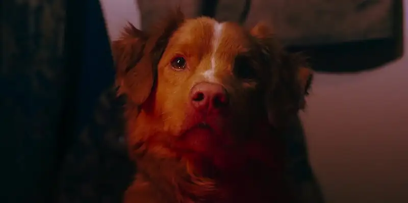 screenshot 8e84e1 good boy 2025