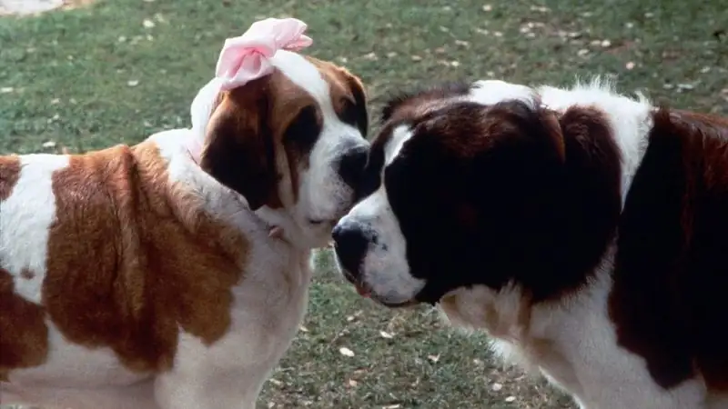 download beethoven's 2nd (1993) bluray dual audio {hindi-english} 480p [220mb] | 720p [940mb] | 1080p [1.8gb]