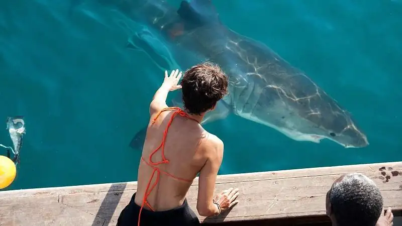 download dark tide (2012) bluray dual audio {hindi-english} 480p [400mb] | 720p [1.2gb] | 1080p [2.3gb] full-movie