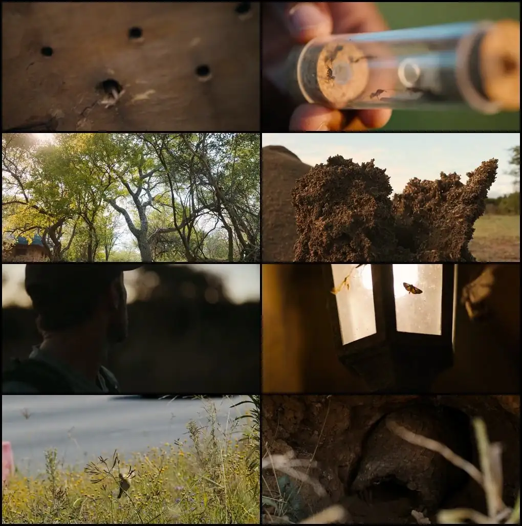 download pangolin: kulu’s journey (2025) web-dl dual audio {hindi-english} 480p [320mb] | 720p [760mb] | 1080p [3.4gb]