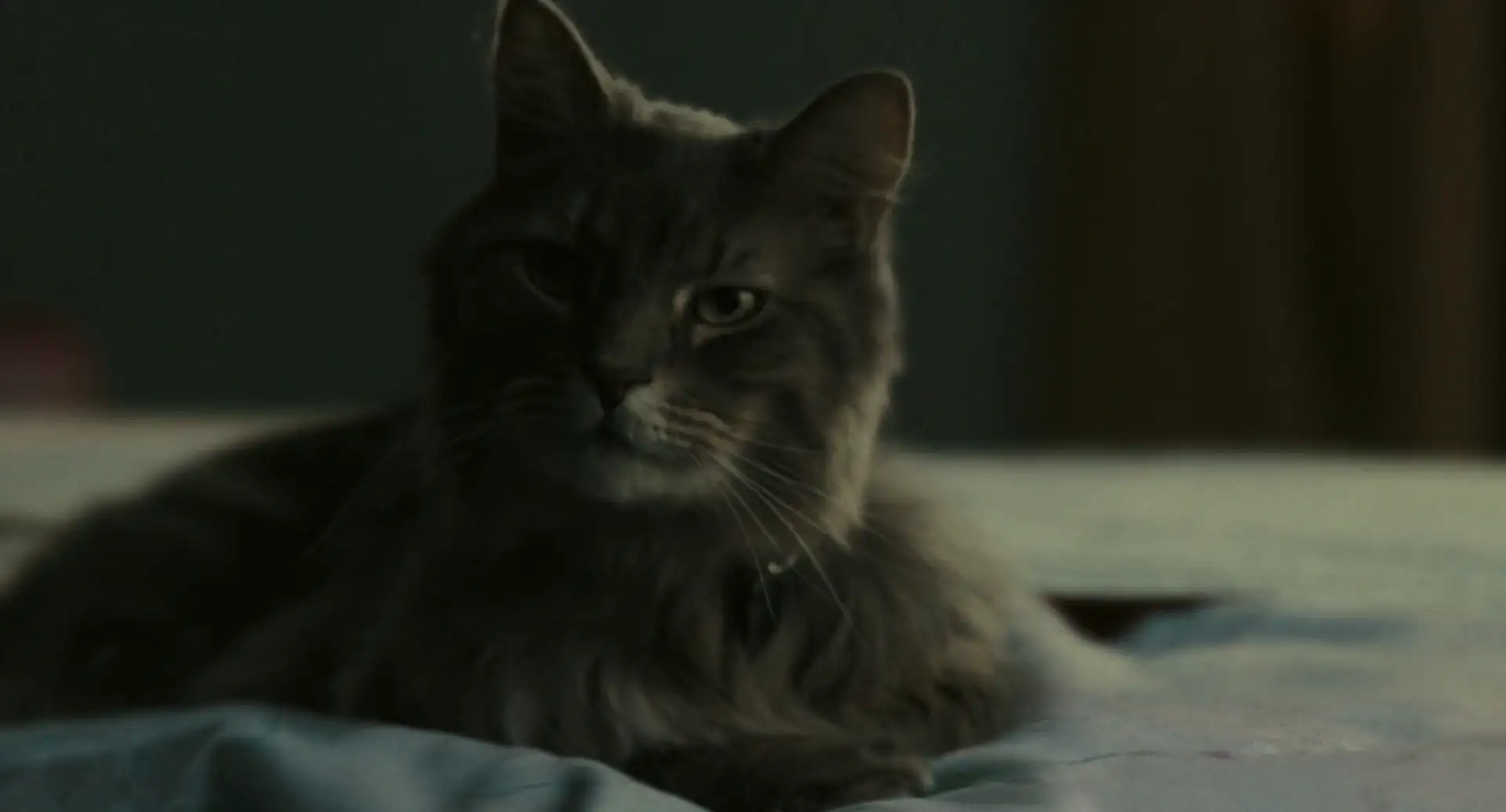 download a man called otto (2023) dual audio [hindi + english] web-dl 480p [480mb] | 720p [1.1gb] | 1080p [2.7gb]