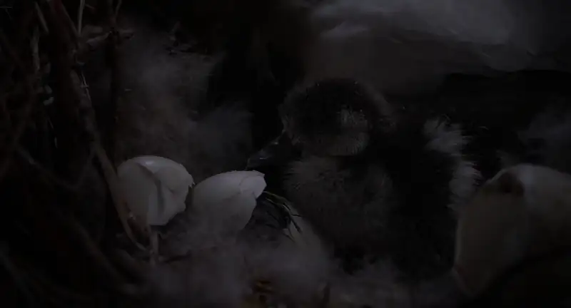 download the elephant queen (2019) web-dl dual audio {hindi-english} 480p [320mb] | 720p [900mb] | 1080p [2gb]