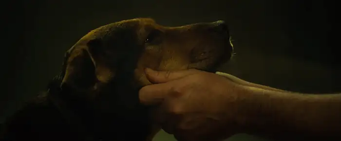 download a dogs way home  (2019) dual audio {hindi-english} 480p [300mb] | 720p [800mb] | 1080p [2gb]