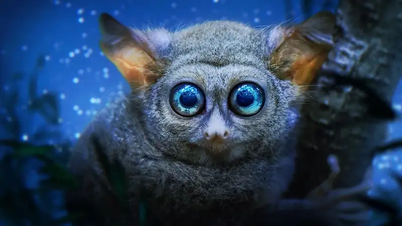 download earth at night in color (season 1 - 2) complete dual-audio {hindi-english} apple tv+ original 1080p | 720p web-dl