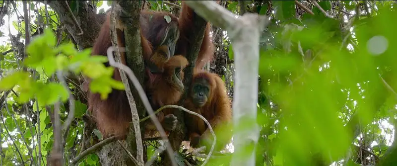 download secret lives of orangutans (2024) nf web-dl dual audio {hindi-english} 480p [270mb] | 720p [720mb] | 1080p [4.3gb]