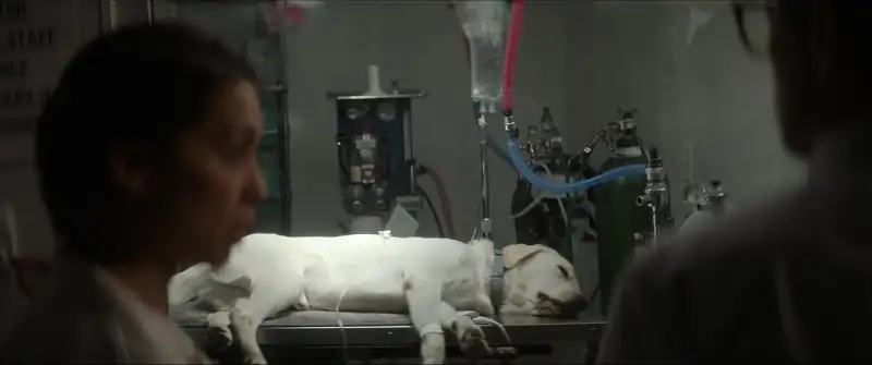 download dog gone (2023) web-dl dual audio {hindi-english} 480p [350mb] | 720p [950mb] | 1080p [2gb]