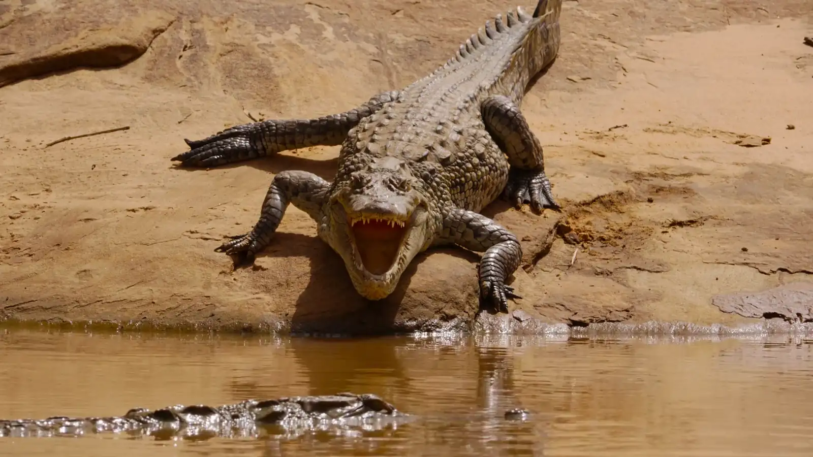 download our living world (season 1) dual audio {hindi org. + english} 480p | 720p | 1080p