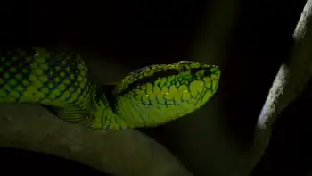 download our great national parks (season 1) dual audio [hindi-english] complete netflix web series 480p [800mb] | 720p [1.5gb]