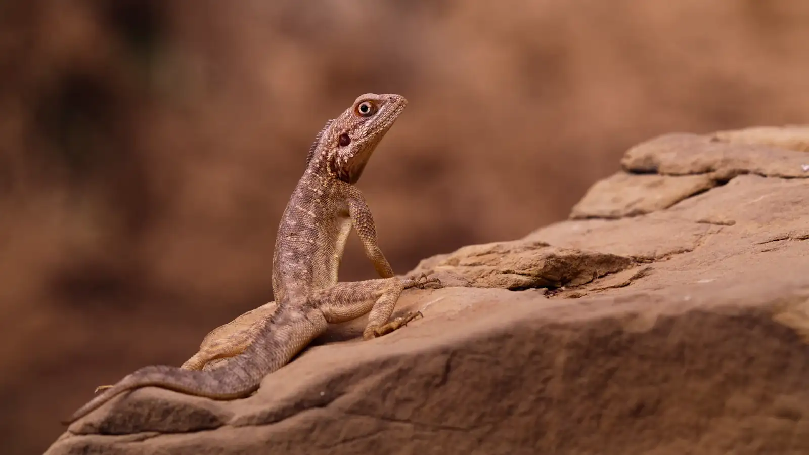 download our living world (season 1) dual audio {hindi org. + english} 480p | 720p | 1080p