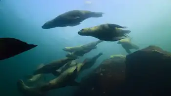 download island of the sea wolves (season 1) dual audio [hindi + english] complete nf web series 480p | 720p web-dl