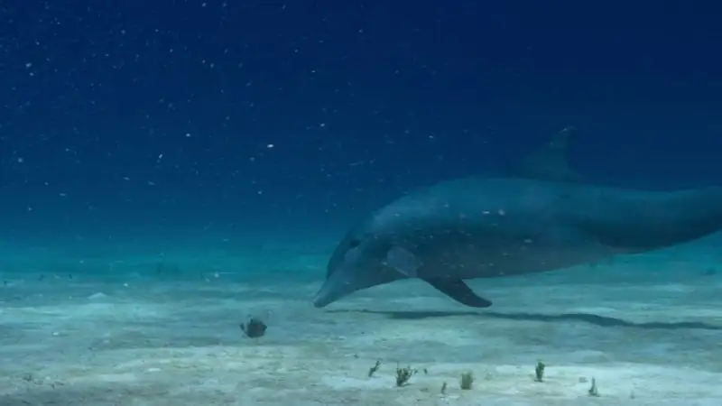 download secret world of sound with david attenborough - s01 (2024) dual audio {hindi-english} web-series 720p & 1080p web-dl